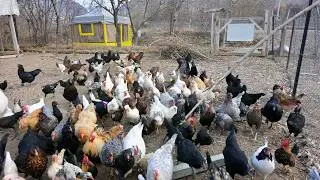 Chicken Farm - Organic Poultry Farming - Poultry & Livestock Farming Business - Farm Work
