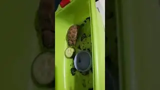 Черепашка кушает. Тотоша. The turtle is eating. 乌龟正在吃东西。