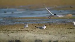 Common tern / שחפית ים