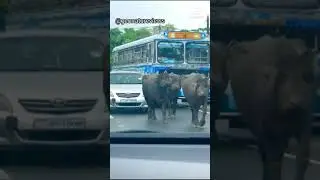 Traffic created by Buffalos Shorts | Buffalos on the road Shorts | A traffic due to Buffalos Shorts