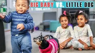 Big Baby VS Little Dog!