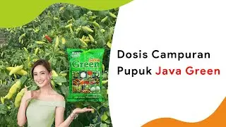 Java Green Fertilizer, a mixture of vegetative and generative fertilizers