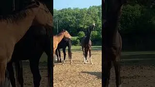 😃😂😁Когда лошадка очень довольна