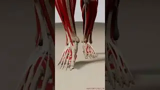 Immersive Anatomy Exploration: 3D Animation Walk Cycle (Front View, All Muscles Visible)