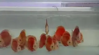 Super Red Mellon Discus Fish