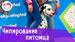 4 причины, почему необходимо чипировать питомца