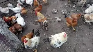 Воплями 