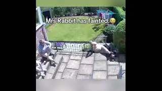 miss rabbit has fainted || funny not my video