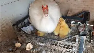 Amerikan Ördeği Yavruları Bakım ve Besleme.