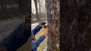 Sappin’ Season | Tappin’ the Maple Trees | Maple Syrup #maplesyrup #countrylivin #newhampshire #diy