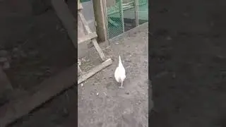 Гуси, гуси, гагага😄 