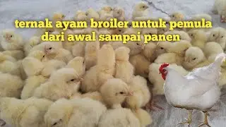 Ternak Ayam Broiler untuk Pemula 2021