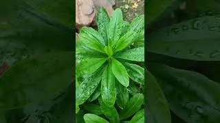 एला का भाजी कथे बताओ ..???