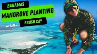 Planting forests on Islands (Bahamas Mangrove Planting)