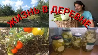 27 Июля 2022/Жизнь В Деревне/В Лес За Ягодами/Деревенские Будни/
