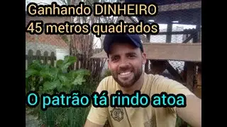 ganhando dinheiro em 45 metros quadrados #sustentabilidade #chácara #horta @Samuelaventurando