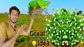 Reaction to video Growing Mogra jasmine Leaves and propagate jasmine plant from cutting