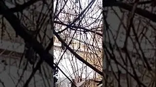 Налетела стая😃