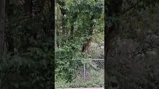 Felt like Taylor Swift in front of a million cheering cicadas 🤣