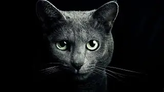 Невероятные факты про котов!. #коты #кошки #факты #интересныефакты