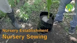 Pre-Planting: Nursery Sowing (Part 3/4)