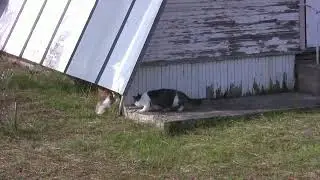 Кот   нянька