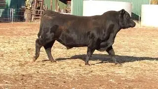 Hardhat Angus 2018 Bulls Sale Lot 3