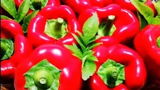 Готовлю 20 банок и не хватает.  Удачный рецепт Лечо Из Болгарского Перца На Зиму. Рецепт