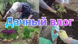 Весь день работаем на участке / Посадили помидоры Перец Картошку / Купили домик в деревне / Влог