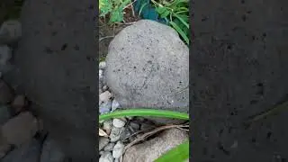 Камни из гипертуфа