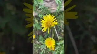 Одуванчик лекарственный 🔥#одуванчик #одуванчики #лес #природа #plants #польза