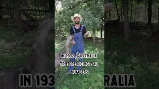 3 Facts About Emus