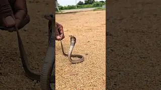 #Indian #spectacled venomous cobra snake rescue