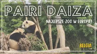 Pandy w Belgii! 🐼 Najlepsze ZOO w Europie | Pairi Daiza - co zobaczyć w okolicy Brukseli?