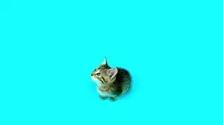 Kitten on a Light Blue Background