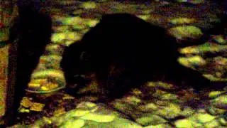 Racoon