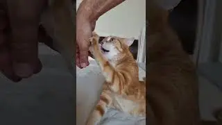 Bad kitty 😺