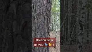 Отчего в Казахстане берёзы шумят🌲🌳🌲🌱🌿🍃