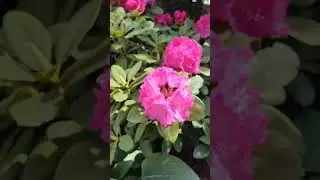 Рододендрон Germania 
