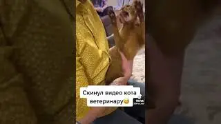 в кота вселился демон 