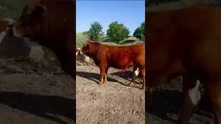 Бык лимузин