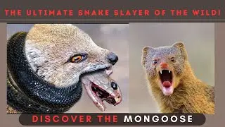 The Fearless Mongoose: A Bold Predator of the Wild in 4k Ultra HD |Nature's Sweet Tales.