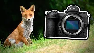 Nikon Z6 for Wildlife Photography? My First Impressions