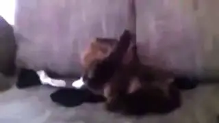 Зиг хайль