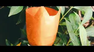 A CINEMATIC PLANTING IN WASTE BOTTLE B ROLL | bjdtech