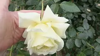 585.# 11 сентября лето продолжается🌹А в саду цветут розы🌹🌹🌹