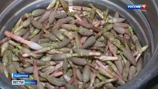 Коми-пермяки поделились новыми рецептами блюд из пистиков