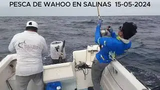 DON LUCHO EN LA CAPTURA DE OTRO WAHOO EN SALINAS 15-05-2024