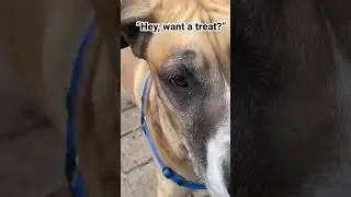 Want a treat? Great reaction! #dog #dogs #foryou #shorts #fyp #dogsofinstagram #dogoftheday
