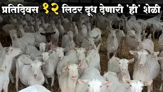 दुधाची राणी सानेन शेळी || Saanen Goat Farming ||# Profit 